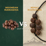 Indonesian Rudraksha vs Nepali